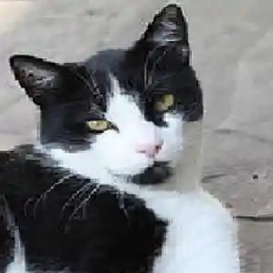 Picture for song 'Bobby Sowell - One Cool Cat' by artist 'Bobby Sowell'