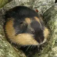 Picture for song 'LemmingsClint Lavens' by artist 'Clint Lavens'