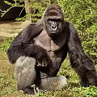Picture for song 'beat for HARAMBE (rap instrumental)' by artist 'Gino Benz'