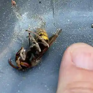 Picture for song 'No Trap (pt.2)' by artist 'Cliprecordingstudio beats'