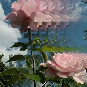 Picture for song 'Road Of flowers' by artist 'Axxlofi'