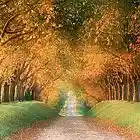 Picture for song 'Day Drifter' by artist 'Darrens Band'