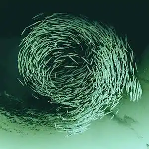 Picture for song 'Swarm (Lil Baby Type Beat) - Devezin.com' by artist 'Devezin'