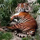 Picture for song 'Majestic Tiger / W Helen Rae Cooper&Dawn Otteson' by artist 'Nadia Cripps'