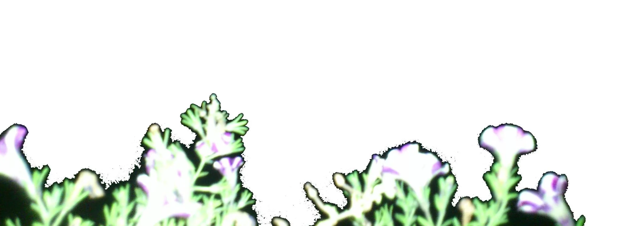 cover pic