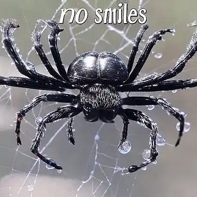 Picture for song 'Spiders crawling' by artist 'No Smiles'