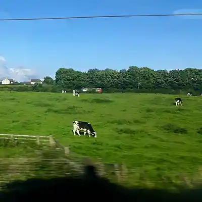Picture for song 'The Size Of A Cow' by artist 'KillerMiller'