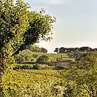 Picture for song 'Côtes du Rhône' by artist 'Central Dogma'