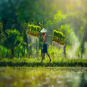 Picture for song 'Asian Connection' by artist 'Komar NeJanko'