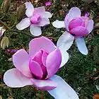 Picture for song 'Marr' by artist 'Mira's Musiclab'