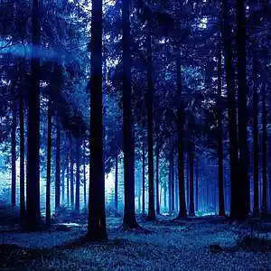Picture for song 'scary forest' by artist 'UZIX'