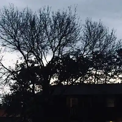 Picture for song 'Hadnt thought of it' by artist 'Windtryst Farm'