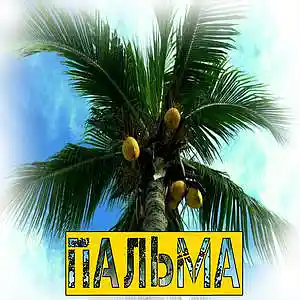 Picture for song 'PALMA' by artist 'Squidly'