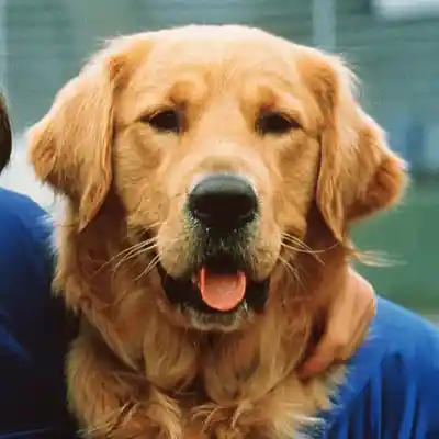 Picture for song 'Air Bud Theme' by artist 'Previous Signs of Decay'