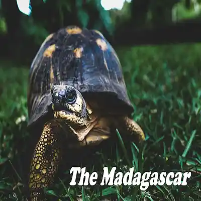 Picture for song 'The Madagascar' by artist 'Sean Ferree'