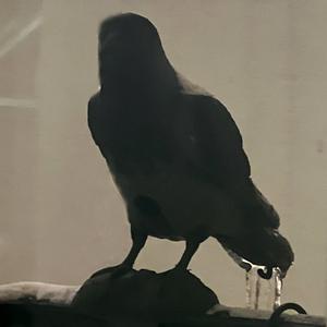 Picture for song 'Gallows' by artist 'Gusyarax'