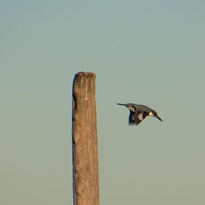 Picture for song 'little breeze' by artist 'Mattila'