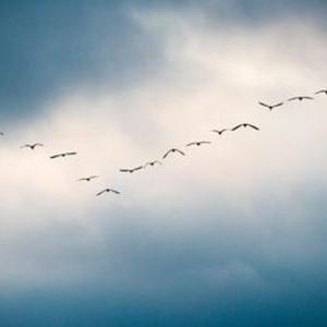 Picture for song 'Birds Do Fly' by artist 'The Markdanyells'