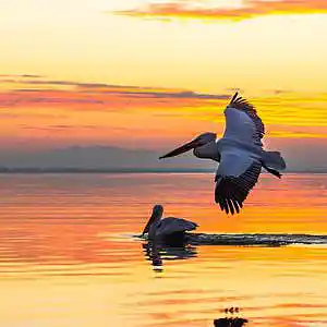 Picture for song 'High as a Seagull (Buy 1 Get 5 Free)' by artist 'HappyFace'