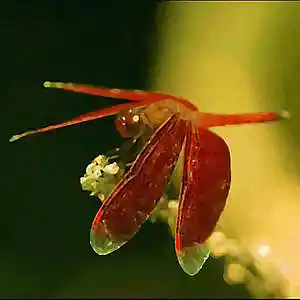 Picture for song 'Dragonflies' by artist 'Jav Grojas'