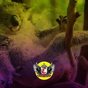 Picture for song 'KOALA (Foolio Type Beat)' by artist 'Chorderline'
