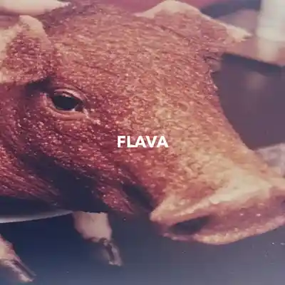 Picture for song 'Flava' by artist 'OPRAH'