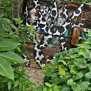 Picture for song 'Catfish' by artist 'paul gorman and the hypnotist collectors'