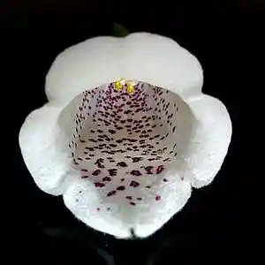 Picture for song 'Foxglove (Digitalis)' by artist 'Johnnie Jones'