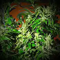 Picture for song 'Grinding' by artist 'Lightwalker'