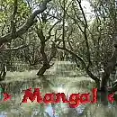 Picture for song 'Mangal' by artist 'Pawel Jurdziak'