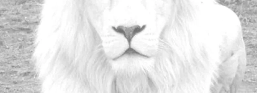 cover pic