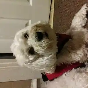 Picture for song 'Pretty Male dog' by artist 'Icebergh slim'