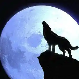 Picture for song 'Youve Got Me Howling At The Moon' by artist 'Jeremy Castle (Jer)'