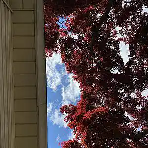 Picture for song 'in a perfect world (73)' by artist 'prod. by TRIPPY'