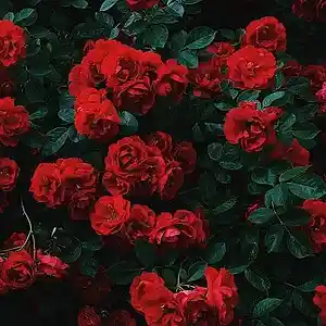 Picture for song '25.Flores- Ziro' by artist 'Verx Alen'