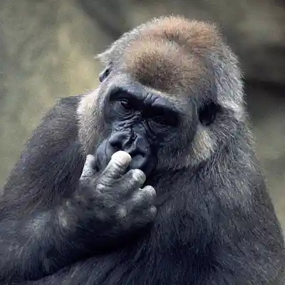 Picture for song 'Snot' by artist 'Pete Moss and the Weed Wackers'