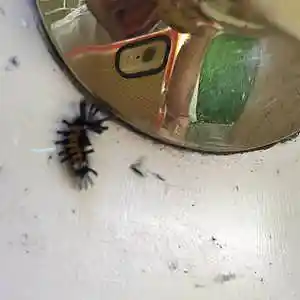 Picture for song 'Star-fish audio from me from my hands' by artist 'Concensusdown'