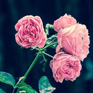 Picture for song '"Roses" Chill Melodic RnB Instrumental Type Beat' by artist 'CephasMusic'