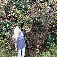 Picture for song 'Deep Floyd 72-Campfire at Sirius' by artist 'Jammer59'