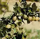 Picture for song 'Gooseberry Wine' by artist 'Nodin'